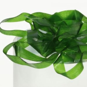 Kūneliams ir Nugarėlėms