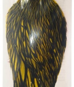 whiting american hackle