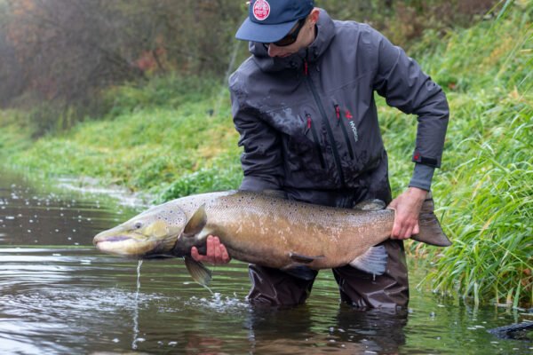 Lašišos Patinėlis