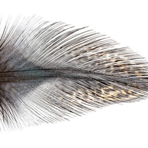 Coq de Leon plunksnos