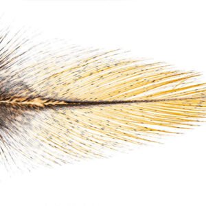 Coq de Leon plunksnos