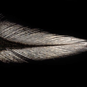 Coq De Leon Tostado Claro